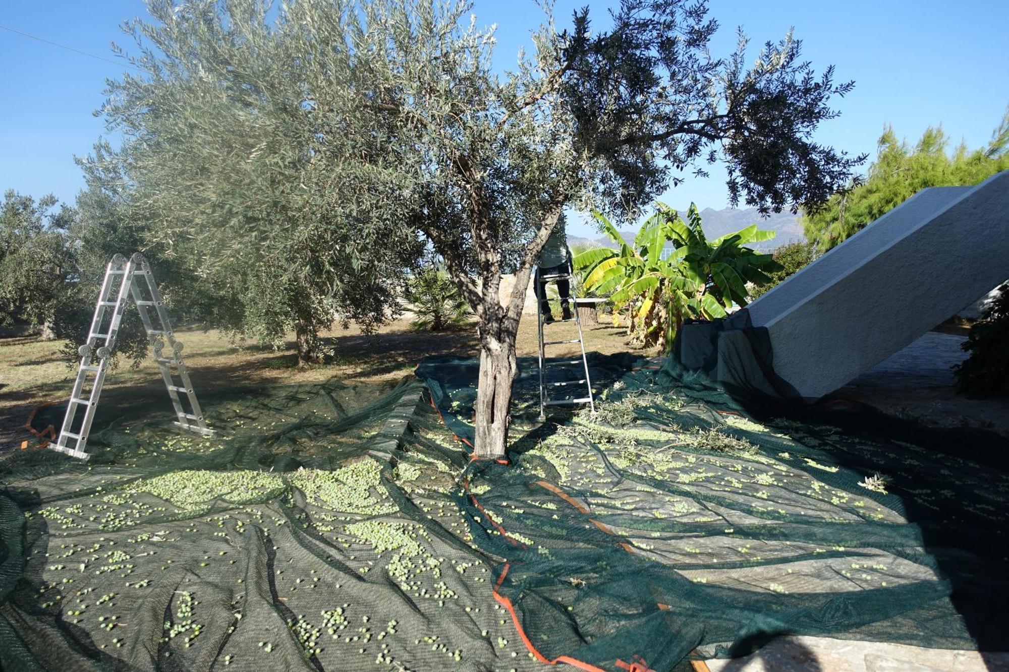 Villa In Kalloni Direkt Am Meer, Tolle Aussicht Extérieur photo